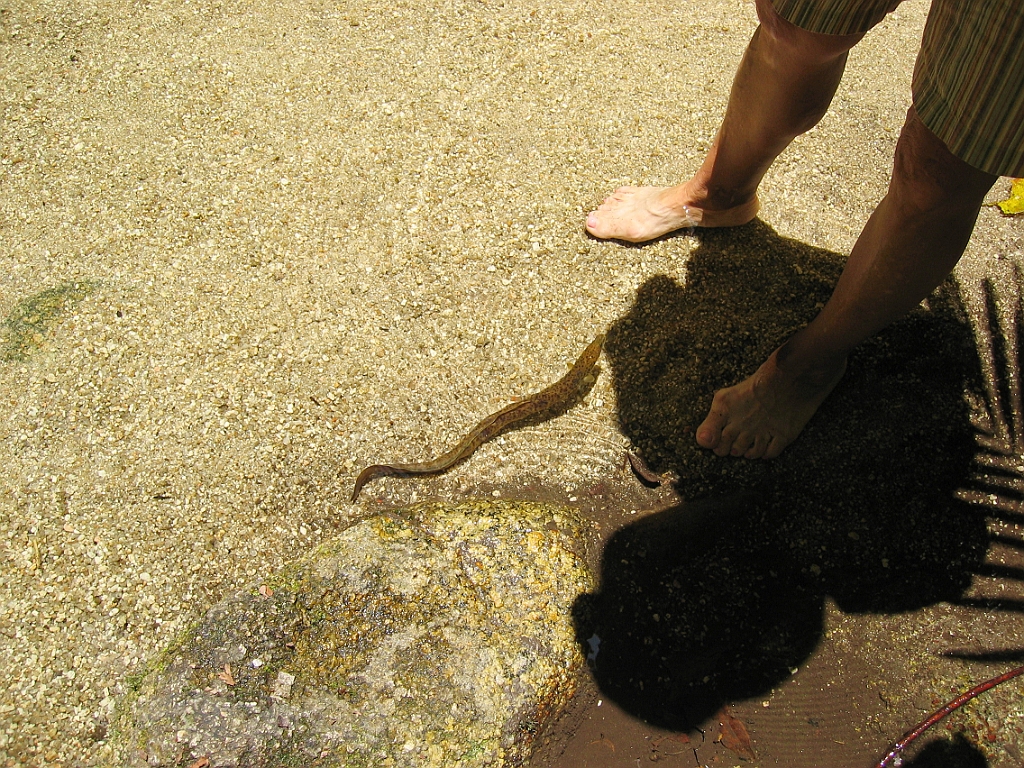 228 Mossman Gorge.jpg
